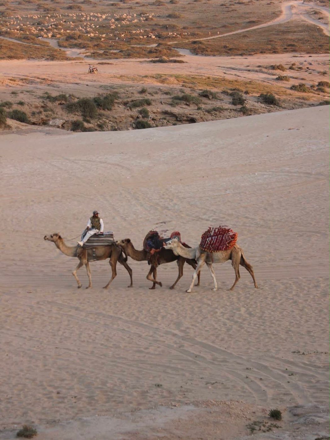 Camels walking across the sand dunes in the evening light