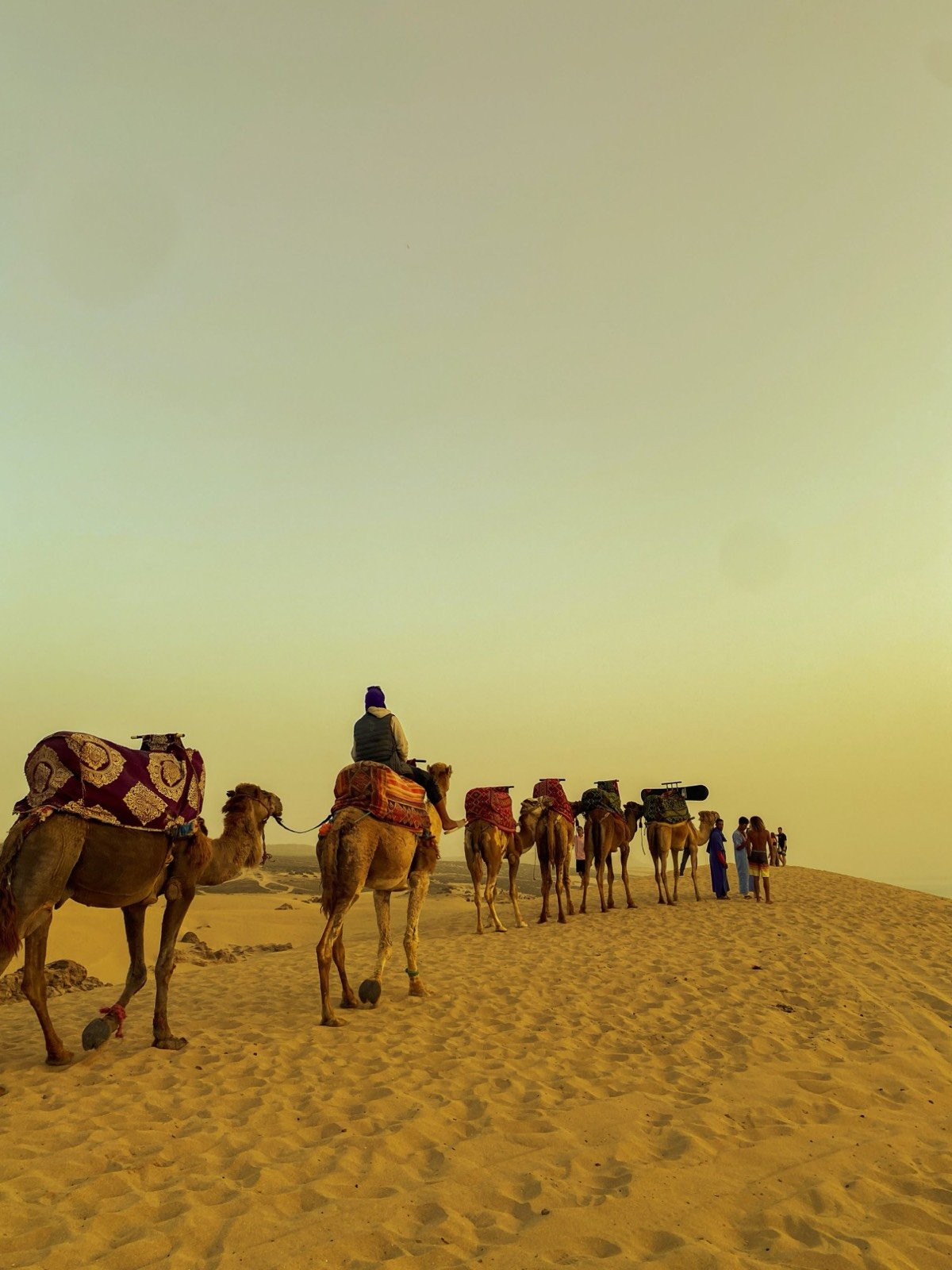 Caravana de camellos llevando una tabla de sandboard por las dunas al atardecer cerca de Taghazout